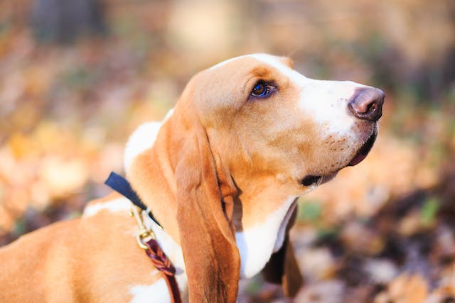 Intervertebral Disc Disease IVDD in Dogs basset Hound