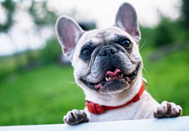 Intervertebral Disc Disease IVDD french bulldogs