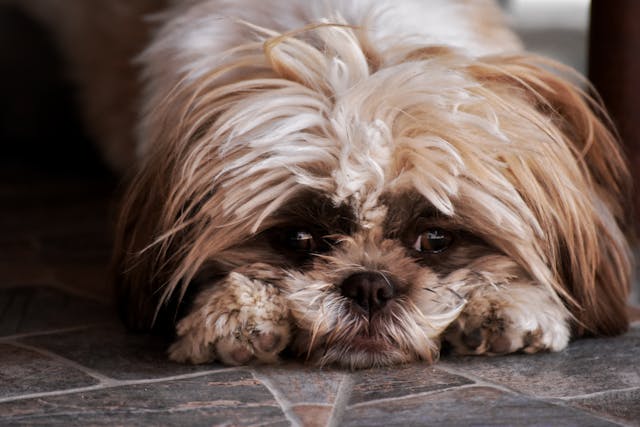 bland food for pets