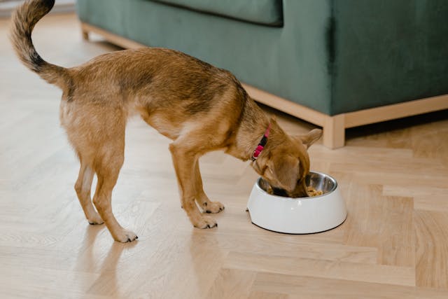 should you feed you pet bland food diet