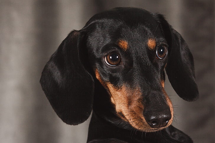 dachshund IVDD dogs pets intervertebral disc disease medical treatment